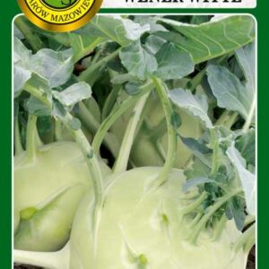 Kalarepa Wener Witte