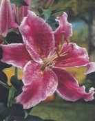 Lilia orientalna fioletowa Stargazer 1 szt