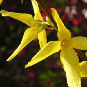 Forsycja Pośrednia 2 odmiany