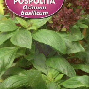 Bazylia pospolita zielona 1g