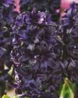 Hiacynt czarny Dark Dimension- 1 szt