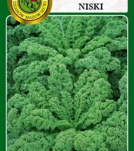 JARMUŻ NISKI DWARF GREEN CURLED