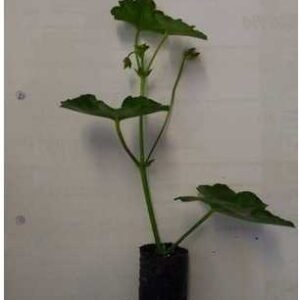Sadzonki pelargonii zwisającej CZERWONA - 1 szt