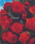 Begonia kaskadowa pomarańczowa 1 szt