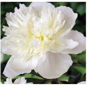 Piwonia Duchesse De Nempurs 1szt