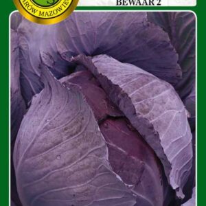 Kapusta głowiasta czerwona Langedijker Bewaar 2