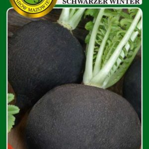Rzodkiew 'RUNDER SCHWARZER WINTER' odmiana średnio późna