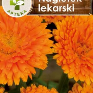 Nagietek lekarski 2g