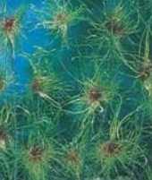 Czosnek ozdobny zielono purpurowy Hair