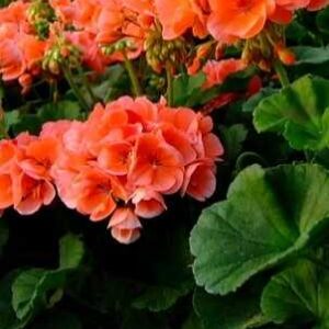 Sadzonki pelargonii rabatowej łososiowa - 1 szt