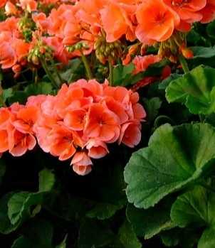 Sadzonki pelargonii rabatowej łososiowa - 1 szt