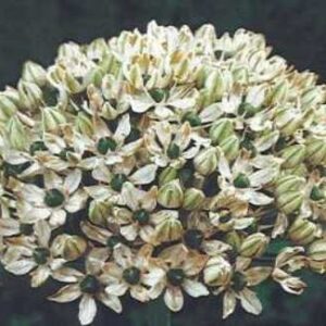 Czosnek ozdobny biało - zielony - Nigrum