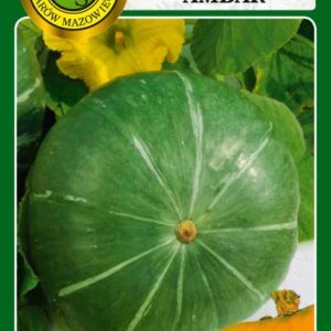 Dynia olbrzymia Ambar