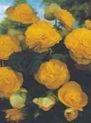 Begonia kaskadowa żółta 1 szt