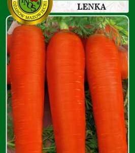 Marchew jadalna Lenka