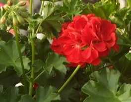 Sadzonki pelargonii rabatowej czerwona - 1 szt
