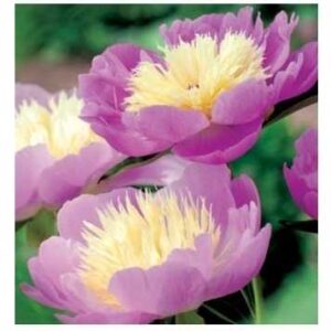 Piwonia Bowl of Beauty 1szt