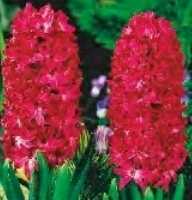 Hiacynt czerwony Jan Bos - 1 szt