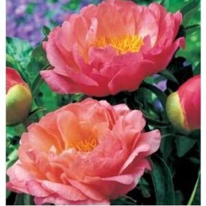 Piwonia Coral Sunset 1szt