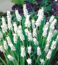 Szafirek Album biały 2 szt