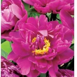 Piwonia Karl Rosenfield 1szt