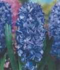 Hiacynt niebieski Delft Blue- 1 szt