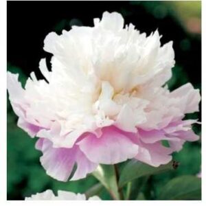 Piwonia Amabilis 1szt