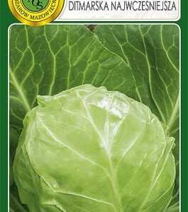 KAPUSTA GŁOWIASTA BIAŁA DITMARSKA NAJWCZEŚNIEJSZA