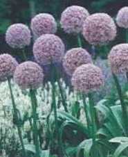 Czosnek ozdobny purpurowy Round and Purple