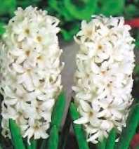 Hiacynt biały Carnegie - 1 szt