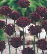 Czosnek ozdobny purpurowy Atropurpureum