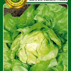 Sałata głowiasta masłowa Edyta Ożarowska 1g