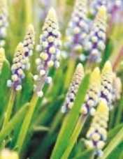 Szafirek Saffire 2 szt