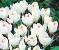 Krokus wiosenny Jeanne D'arc biały 5 szt