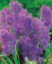 Szafirek Plumosum fioletowy 2 szt