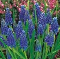 Szafirek Armeński niebieski 2 szt