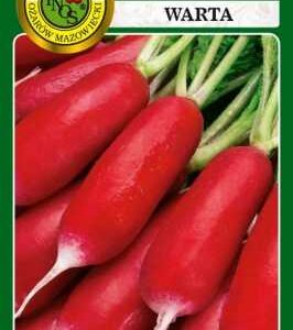 Rzodkiewka WARTA