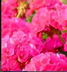 Sadzonki pelargonii rabatowej różowa - 1 szt