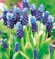 Szafirek Latifolium niebiesko fioletowy 2 szt