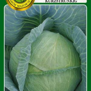 Kapusta głowiasta biała Amager Kurzstrunking