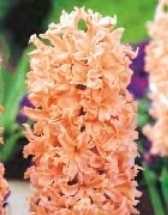 Hiacynt łososiowy Gipsy Queen- 1 szt