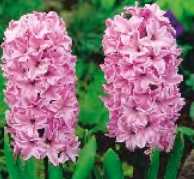 Hiacynt różowy Fondat - 1 szt