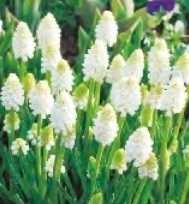 Szafirek White Magic biały 2 szt