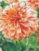 Dalia dekoracyjna Painted Madame 1 szt
