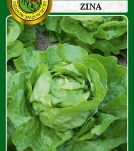 SAŁATA GŁOWIASTA MASŁOWA ZIMOWA ZINA 1G