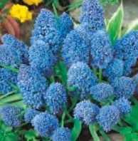 Szafirek Blue Spike błekitny 2 szt