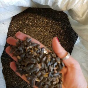 Słonecznik paszowy / karma dla ptaków