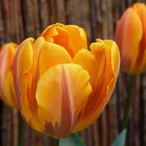 Tulipa Prinses Margiet Tulipan 'Prinses Margiet' 5SZT