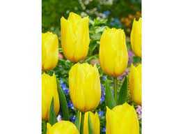 Tulipa Strong Gold Tulipan 'Strong Gold 5SZT