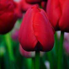 Tulipa Red Pride Tulipan 'Red Pride' 5SZT